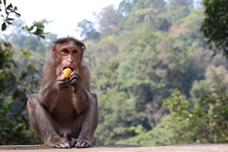 gray monkey eating fruit thumbnail