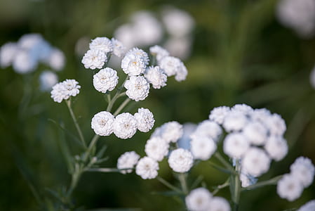macro photography of white flowers thumbnail