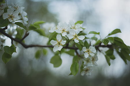 Close-up Photography Of White Petaled Flowers thumbnail