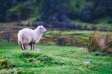 white ram on farm thumbnail