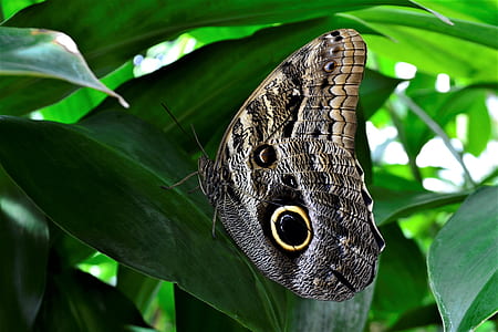 selective focus photography of black and brown owl moth perching on green leafed plan thumbnail