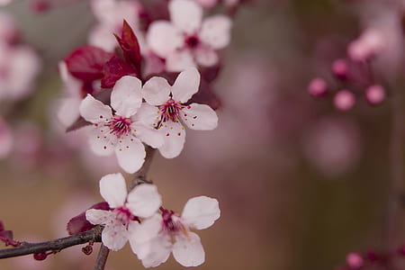 Pink Flowers thumbnail