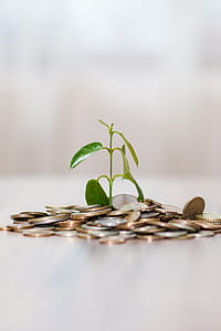green leafed plant beside coins thumbnail