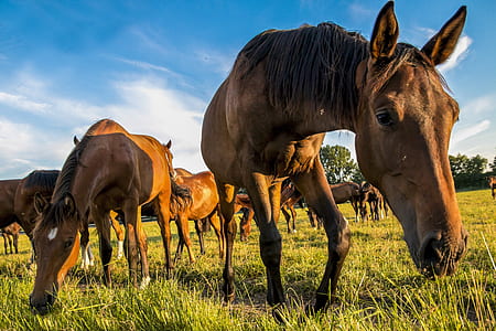brown horses eating grass thumbnail