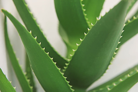 aloe vera thumbnail