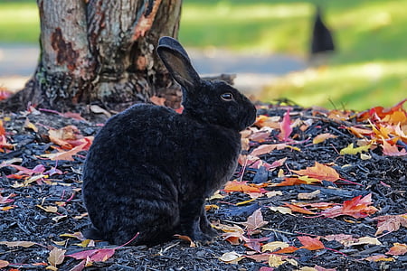 shallow focus photography of black rabbit thumbnail