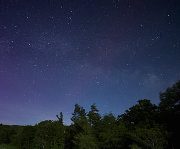 green trees under dark sky with stars thumbnail