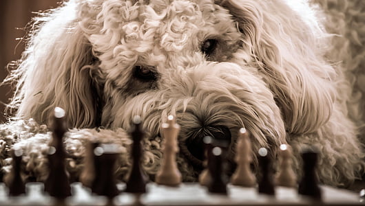 adult white toy poodle near chessboard set thumbnail