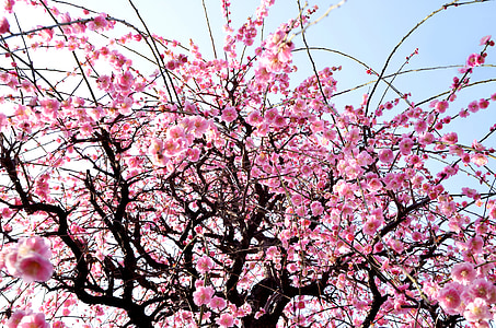 cherry blossom trees thumbnail