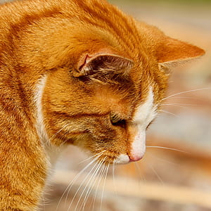 selective focus photography of orange tabby cat thumbnail