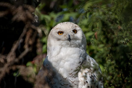 white owl near tree at daytime thumbnail