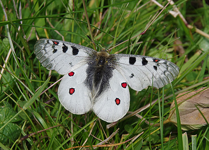 gray and black butterfly on top of green grass during daytime thumbnail