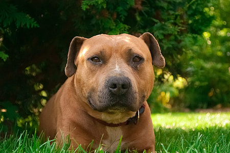 adult brown pitbull sitting on grass outdoors thumbnail