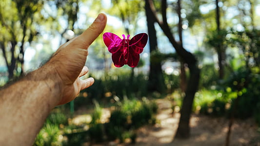 person about to hold pink moth thumbnail