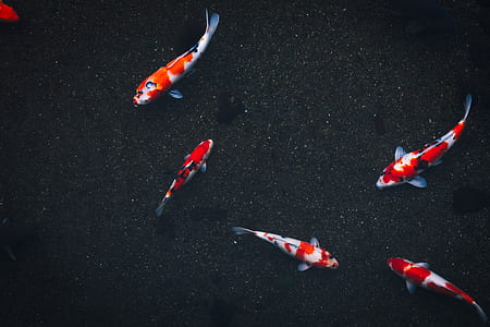 five red-and-gray koi fish thumbnail