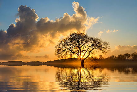 Landscape Photography of Tree and Body of Water thumbnail