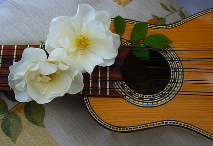 closeup photo of brown ukulele with white petaled flowers thumbnail