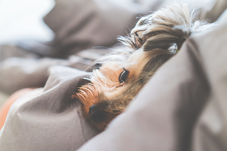 Close Up of Cute and Calm Yorkshire Terrier Dog Lying in a Bed thumbnail