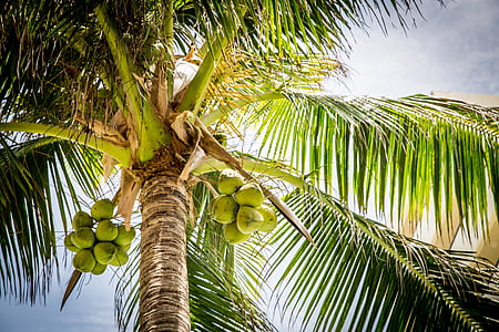 low angle photography of green palm tree thumbnail