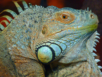 gray and brown iguana head thumbnail
