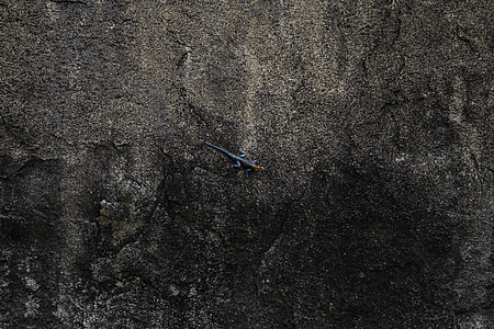 blue and orange lizard on gray pavementy thumbnail