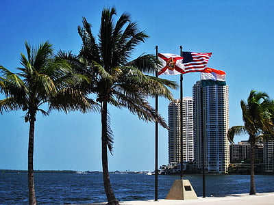 coconut palm trees near flags thumbnail