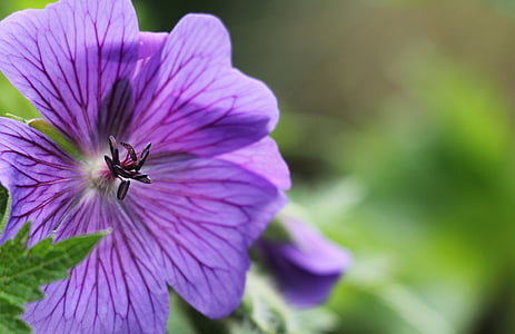 purple petaled flower in closed-up photo thumbnail