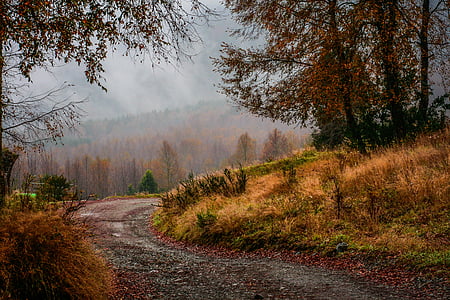 empty road in forest during daytime thumbnail