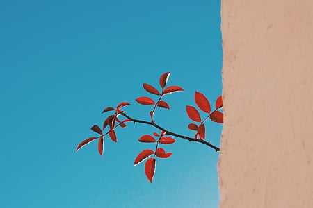 red leafed plant thumbnail