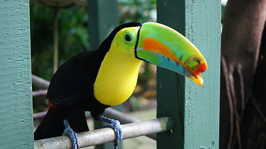 black and yellow toucan perched on stand thumbnail