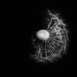 macro and grayscale photography of dandelion flower thumbnail