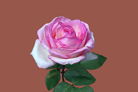 pink rose thumbnail