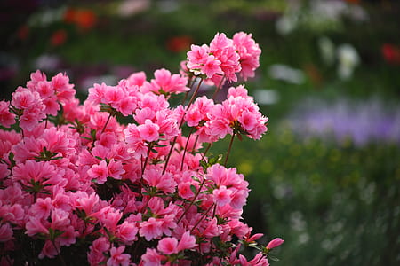 selective focus photography of pin petaled flower thumbnail