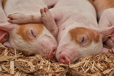 two white pigs sleeping on brown dried leaves thumbnail