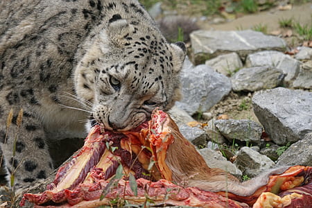 leopard eating flesh thumbnail