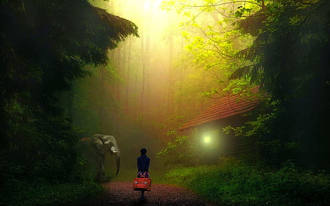gray elephant near woman in forest thumbnail