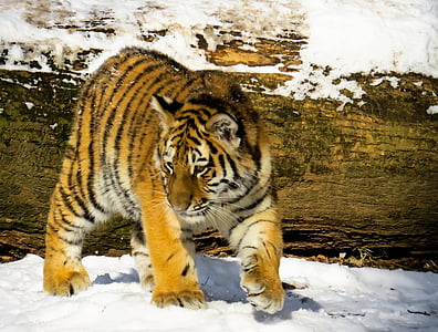 photo of tiger thumbnail