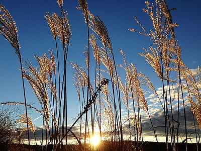 brown plant during golden hour thumbnail