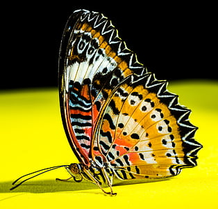 macro photography of Malay lacewing butterfly thumbnail
