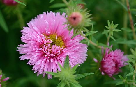 pink chrysanthemum flowers in bloom thumbnail