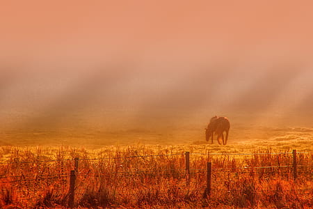 horse grazing on grassland during daytime thumbnail