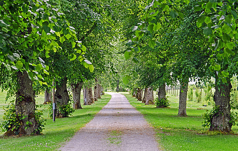 green leaf trees near pathway during daytime thumbnail