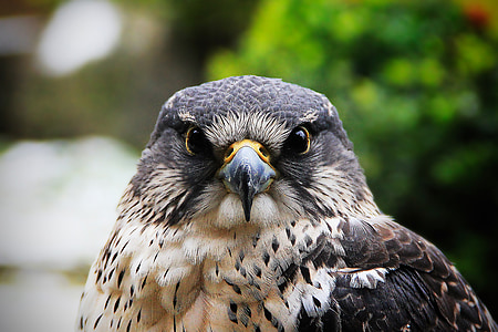 closeup photo of white and black eagle thumbnail