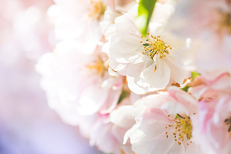 Wonderful Spring Blooms #2 thumbnail