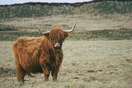 photo of brown yak thumbnail