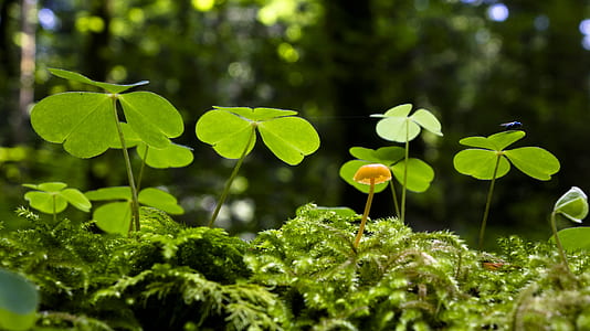 selective-focus photography of clover plants thumbnail