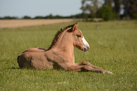 brown horse lying on green grass during daytime thumbnail