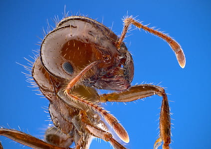 worm eye photograph of fire ant thumbnail