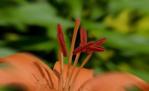 Red and Pink Flower Filament Close Up Photo thumbnail