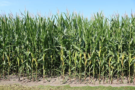 corn field during clear daytime thumbnail
